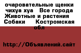 очаровательные щенки чихуа-хуа - Все города Животные и растения » Собаки   . Костромская обл.